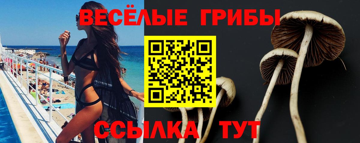 Галлюциногенные грибы Psilocybe  Вход с VPN  Аша 